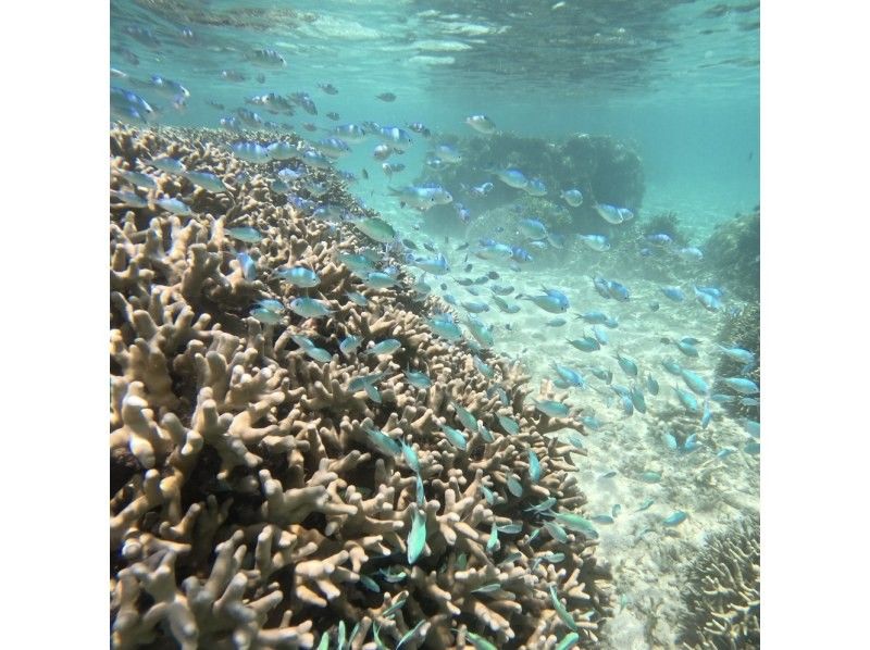 【沖縄・石垣島】\OPEN記念6月末まで500円OFF♪/安心・安全のビーチエントリーシュノーケル！ウミガメと出会う感動の海中散歩ツアーの紹介画像