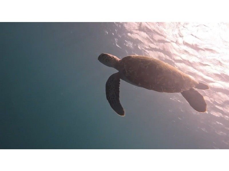 【石垣島・2時間】\レンタカー特得プラン/ウミガメ青の洞窟シュノーケル♪《GoPro撮影付き》の紹介画像