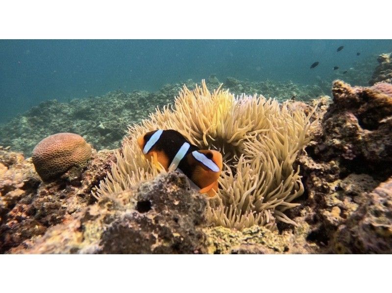 [Ishigaki Island, Blue Cave, 9:00 AM/1:30 PM] Small-Group Beach Snorkeling Tour to the Blue Cave (99% chance of seeing sea turtles) (GoPro photo shoot & gift included)の紹介画像
