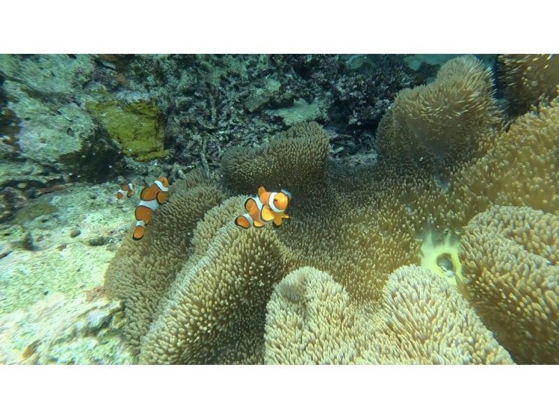 [Ishigaki Island, Blue Cave, 9:00 AM/1:30 PM] Small-Group Beach Snorkeling Tour to the Blue Cave (99% chance of seeing sea turtles) (GoPro photo shoot & gift included)の紹介画像