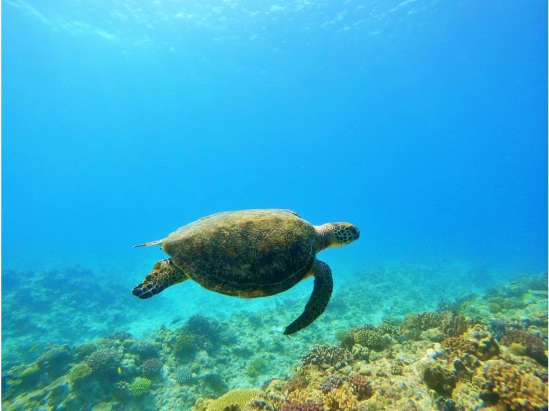 北部発・水納島半日シュノーケリング★2エントリーなので海中時間たっぷり★船酔いが心配な方に・揺れに強い大型カタマラン船★写真＆ドリンク無料★の紹介画像