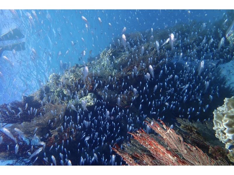[Okinawa, Ishigaki Island] Get your PADI Open Water Diver license in the sea of Japan's largest coral reef in as little as 2 days!の紹介画像