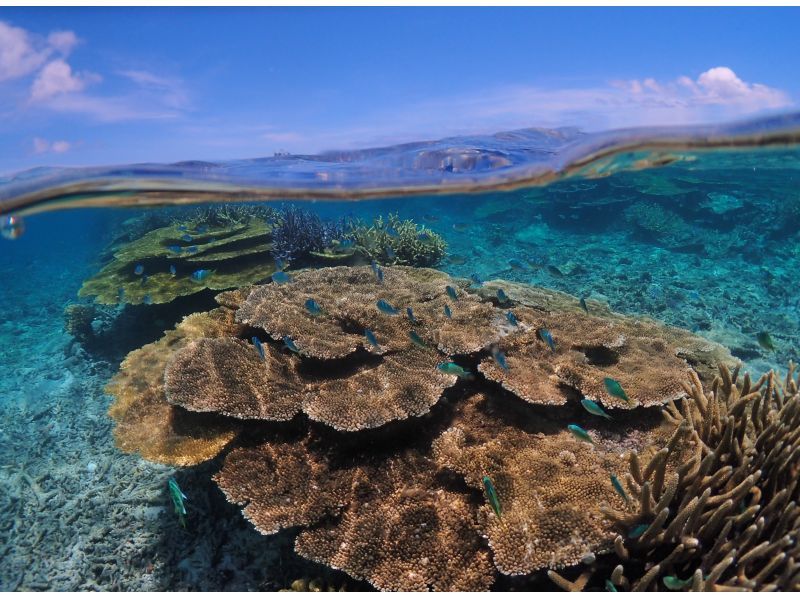 【八重干瀬やびじ｜貸切ボート】1日1組限定！ボートシュノーケルツアーの紹介画像