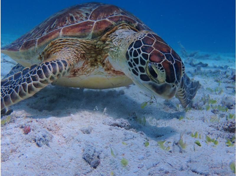 【八重干瀬やびじ｜貸切ボート】1日1組限定！ボートシュノーケルツアーの紹介画像
