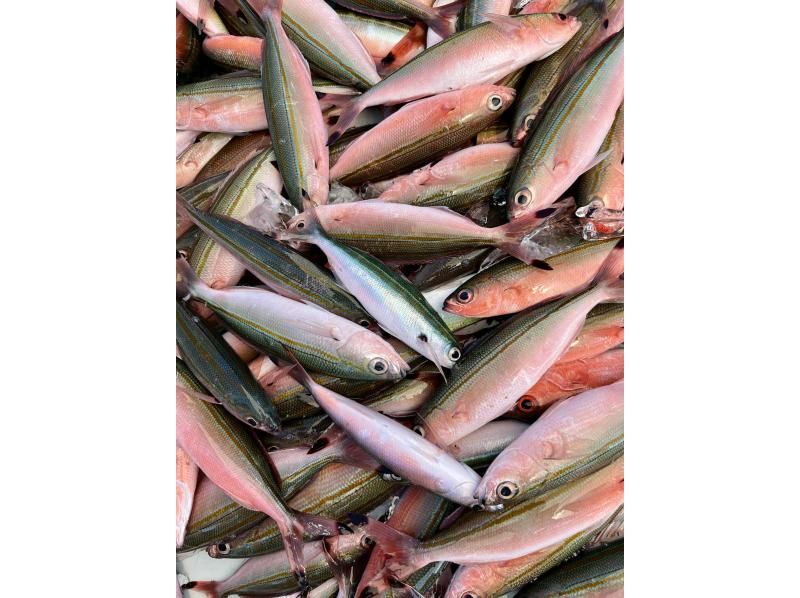 【八重干瀬やびじ｜貸切ボート】体験グルクン釣り＆シュノーケル★よくばりツアーの紹介画像