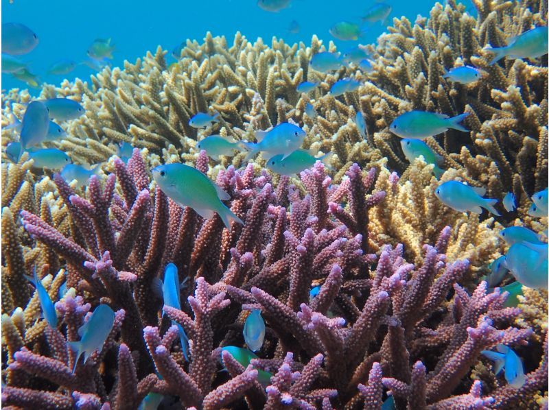 【八重干瀬やびじ｜貸切ボート】体験グルクン釣り＆シュノーケル★よくばりツアーの紹介画像