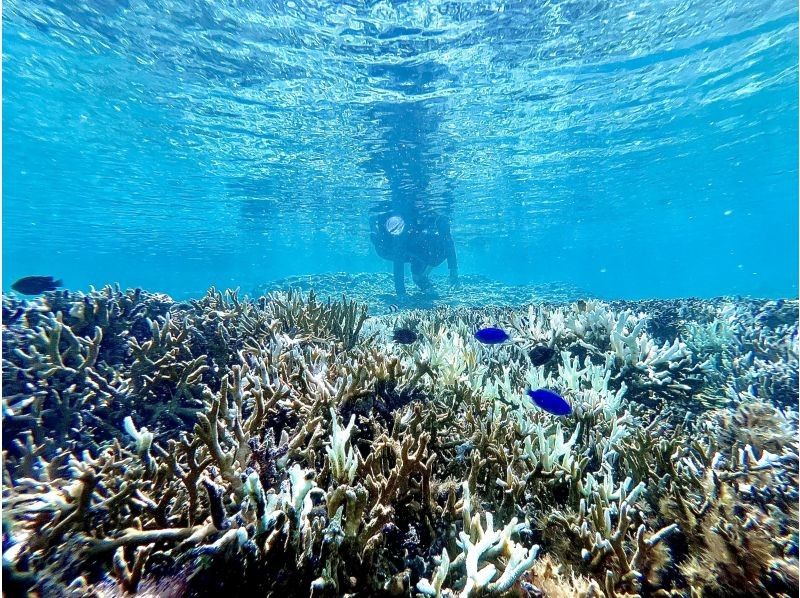 【沖縄・久米島】【ファミリー限定・完全貸切】カヤック&シュノーケリング(初心者&middot;お子様連れもOK(0歳～)［現地集合プラン］の紹介画像