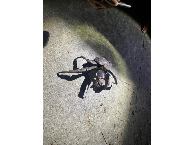 Three luxurious night tours! Free transportation included [Ishigaki Island] Search for endangered coconut crabs! ☆ Observation of sea puddles & guided stargazing on clear daysの紹介画像