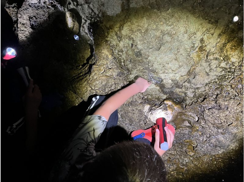 Three luxurious night tours! Free transportation included [Ishigaki Island] Search for endangered coconut crabs! ☆ Observation of sea puddles & guided stargazing on clear daysの紹介画像