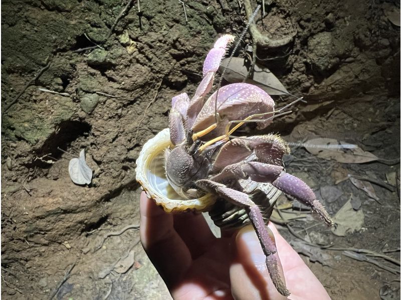 Three luxurious night tours! Free transportation included [Ishigaki Island] Search for endangered coconut crabs! ☆ Observation of sea puddles & guided stargazing on clear daysの紹介画像