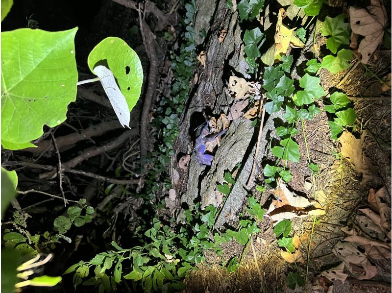 Three luxurious night tours! Free transportation included [Ishigaki Island] Search for endangered coconut crabs! ☆ Observation of sea puddles & guided stargazing on clear daysの紹介画像