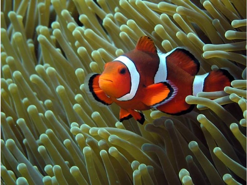 《シュノーケリングセットレンタル》空港から車で10分｜サイズ豊富｜洗い不要の紹介画像