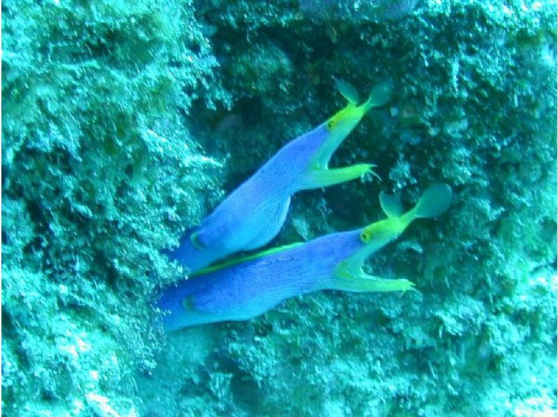 《シュノーケリングセットレンタル》空港から車で10分｜サイズ豊富｜洗い不要の紹介画像