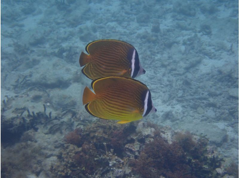 《シュノーケリングセットレンタル》空港から車で10分｜サイズ豊富｜洗い不要の紹介画像