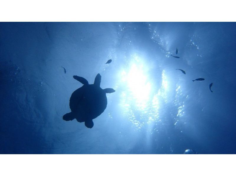 [SUP] + [Blue Cave Boat Snorkeling] ★ Limited to summer 2025 ★ Same-day reservations OK! Available for one person!の紹介画像