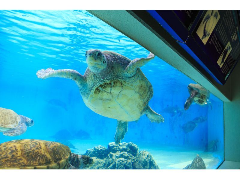 2025年4～9月【沖縄本島】那覇発　沖縄美ら海水族館や首里城など人気スポットを巡る　LeaLea1日観光ツアー「美らバス」の紹介画像