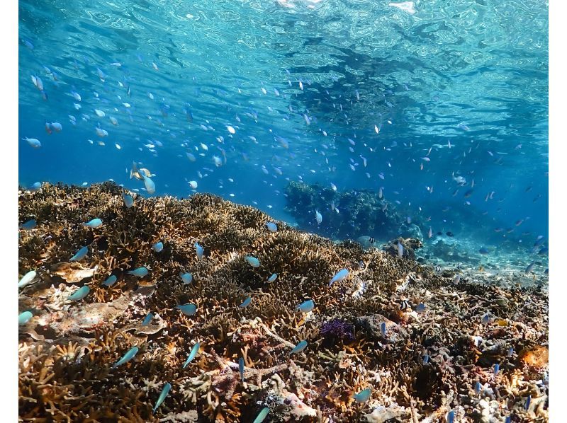 【沖縄・宮古島】《シュノーケリングツアー》初心者でも安心して海の世界を体験！高確率でウミガメ遭遇！★データ全て無料★の紹介画像