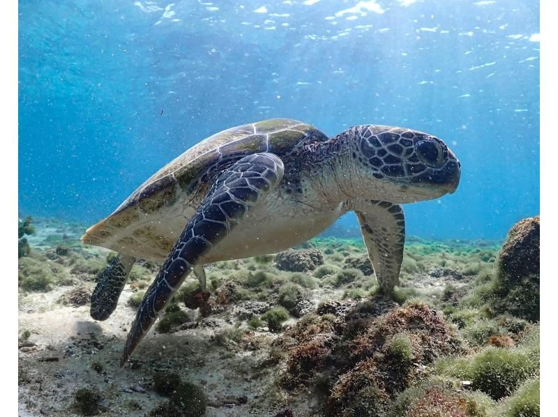 宮古島【シュノーケリング】シュノーケル初心者でも安心！《高確率でウミガメ遭遇》★データ全て無料★シュノーケルツアーの紹介画像