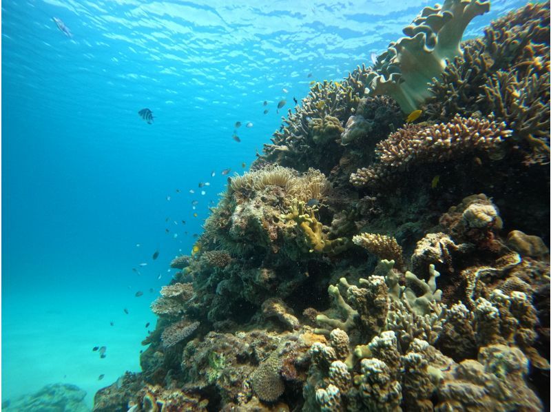 ＜スノーケリング＞【本部町・ゴリラチョップ 他】年齢制限なし◆各ツアー貸切開催◆冬季ウェットスーツ無料◆無料送迎◆餌やり体験◆Gopro無料の紹介画像