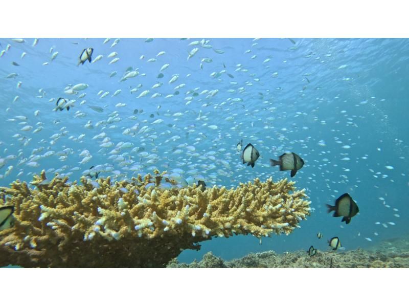 ＜スノーケリング＞【本部町・ゴリラチョップ 他】年齢制限なし◆各ツアー貸切開催◆冬季ウェットスーツ無料◆無料送迎◆餌やり体験◆Gopro無料の紹介画像