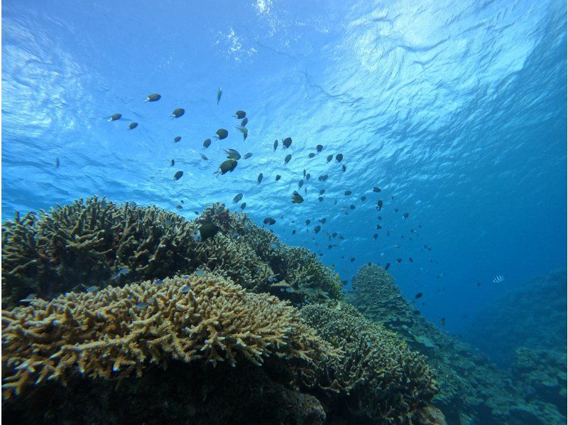 ＜スノーケリング＞【本部町・ゴリラチョップ 他】年齢制限なし◆各ツアー貸切開催◆冬季ウェットスーツ無料◆無料送迎◆餌やり体験◆Gopro無料の紹介画像