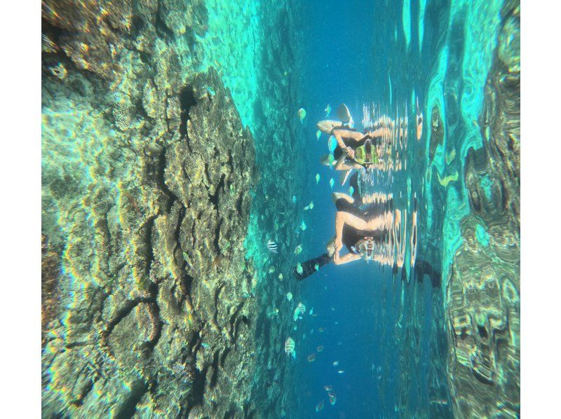 ＜スノーケリング＞【本部町・ゴリラチョップ 他】年齢制限なし◆各ツアー貸切開催◆冬季ウェットスーツ無料◆無料送迎◆餌やり体験◆Gopro無料の紹介画像