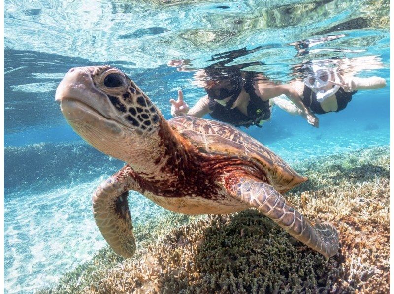 【宫古岛/可接送】★当天预约OK★【尽情享受宫古岛的超值方案！海龟浮潜x海滩SUP]免费交通，照片和视频数据！の紹介画像