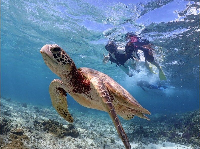 【宫古岛/可接送】★当天预约OK★【尽情享受宫古岛的超值方案！海龟浮潜x海滩SUP]免费交通，照片和视频数据！の紹介画像