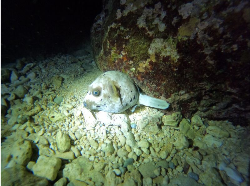 [Motobu Town, Gorilla Chop, etc.] <Night Snorkeling> ◆Would you like to try swimming in the ocean at night?? ◆1 slot, 1 group, exclusive event!!◆の紹介画像