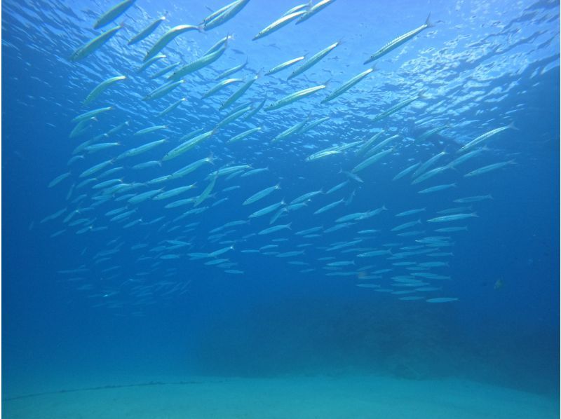 [Motobu Town, Gorilla Chop, etc.] <Experience Diving> ◆Held as a PADI program ◆Swimsuit only required from age 10 ◆GoPro photo giveawayの紹介画像