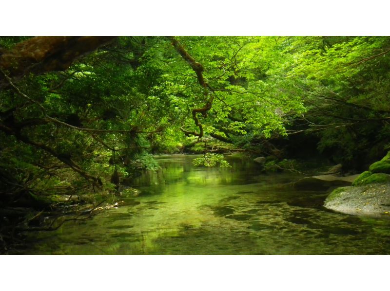 【鹿児島・屋久島】高山植物と巨石の黒味岳！貸切プライベート！巨木とコケと高層湿原に！本格登山も味わえます！の紹介画像