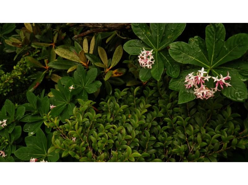 【鹿児島・屋久島】高山植物と巨石の黒味岳！貸切プライベート！巨木とコケと高層湿原に！本格登山も味わえます！の紹介画像