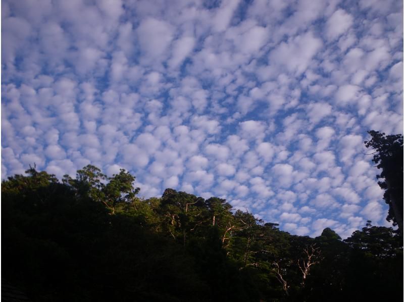 【鹿児島・屋久島】高山植物と巨石の黒味岳！貸切プライベート！巨木とコケと高層湿原に！本格登山も味わえます！の紹介画像