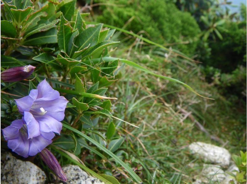 【鹿児島・屋久島】高山植物と巨石の黒味岳！貸切プライベート！巨木とコケと高層湿原に！本格登山も味わえます！の紹介画像