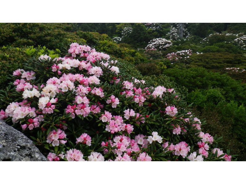 【鹿児島・屋久島】高山植物と巨石の黒味岳！貸切プライベート！巨木とコケと高層湿原に！本格登山も味わえます！の紹介画像