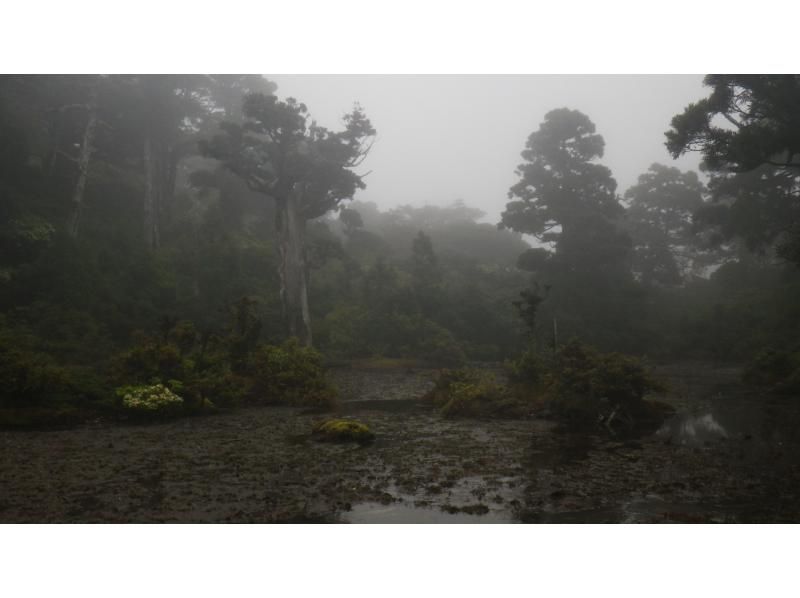 【鹿児島・屋久島】高山植物と巨石の黒味岳！貸切プライベート！巨木とコケと高層湿原に！本格登山も味わえます！の紹介画像