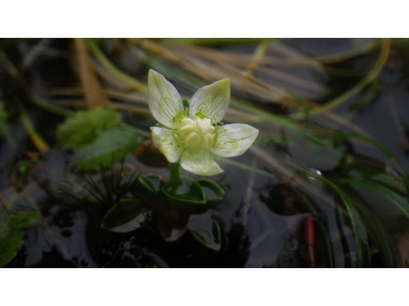 【鹿児島・屋久島】高山植物と巨石の黒味岳！貸切プライベート！巨木とコケと高層湿原に！本格登山も味わえます！の紹介画像