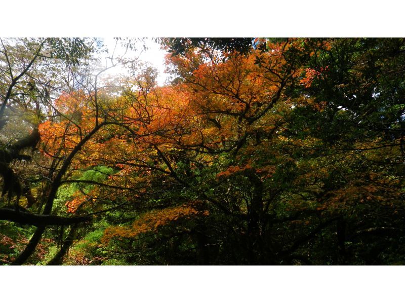 【鹿児島・屋久島】高山植物と巨石の黒味岳！貸切プライベート！巨木とコケと高層湿原に！本格登山も味わえます！の紹介画像