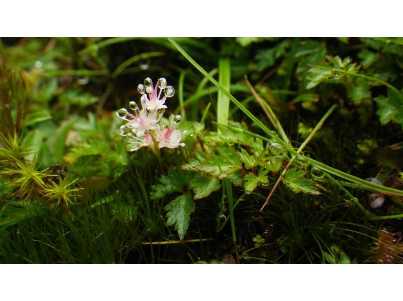 【鹿児島・屋久島】高山植物と巨石の黒味岳！貸切プライベート！巨木とコケと高層湿原に！本格登山も味わえます！の紹介画像