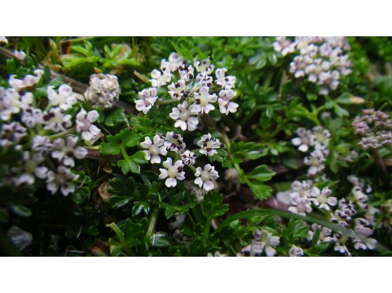 【鹿児島・屋久島】高山植物と巨石の黒味岳！貸切プライベート！巨木とコケと高層湿原に！本格登山も味わえます！の紹介画像