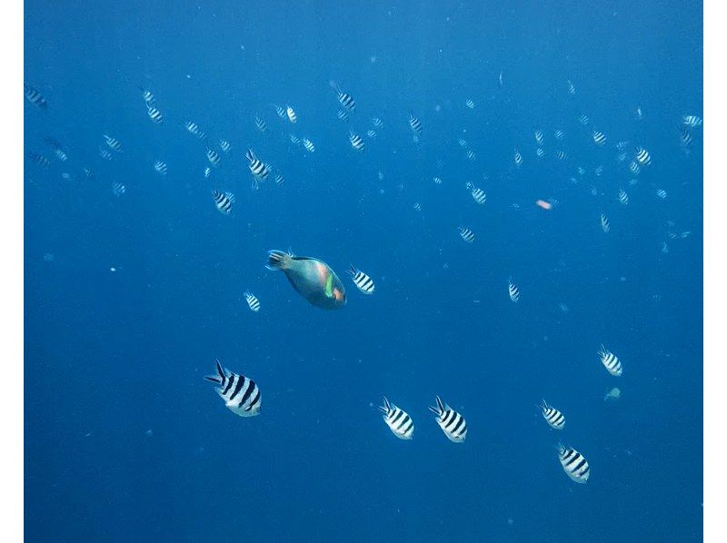 [Onna Village Blue Cave Snorkeling Experience] Get ultra-high-resolution Action 5pro underwater photos and videos, and a free feeding experience! Rain or shine! Same-day reservations acceptedの紹介画像