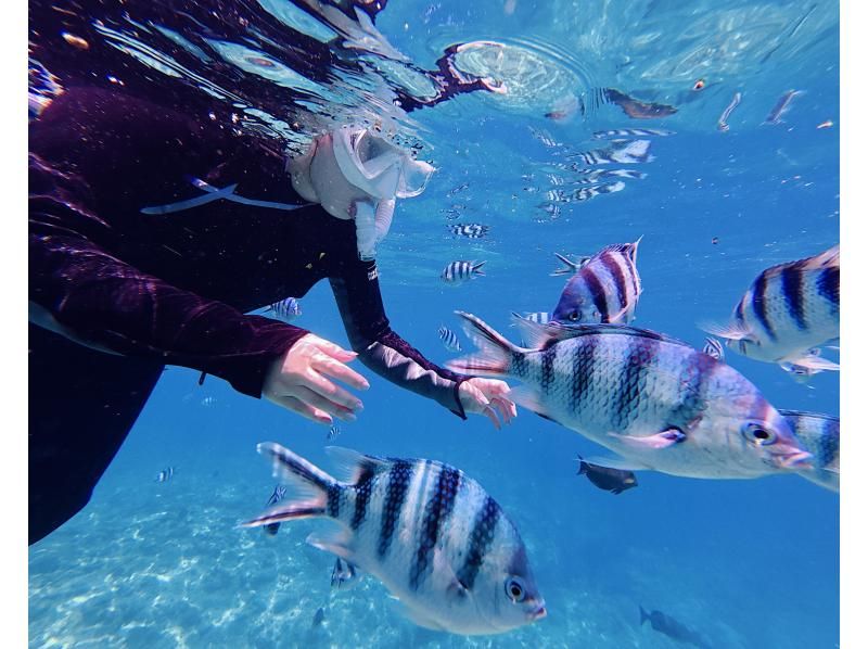 [Onna Village Blue Cave Snorkeling Experience] Get ultra-high-resolution Action 5pro underwater photos and videos, and a free feeding experience! Rain or shine! Same-day reservations acceptedの紹介画像