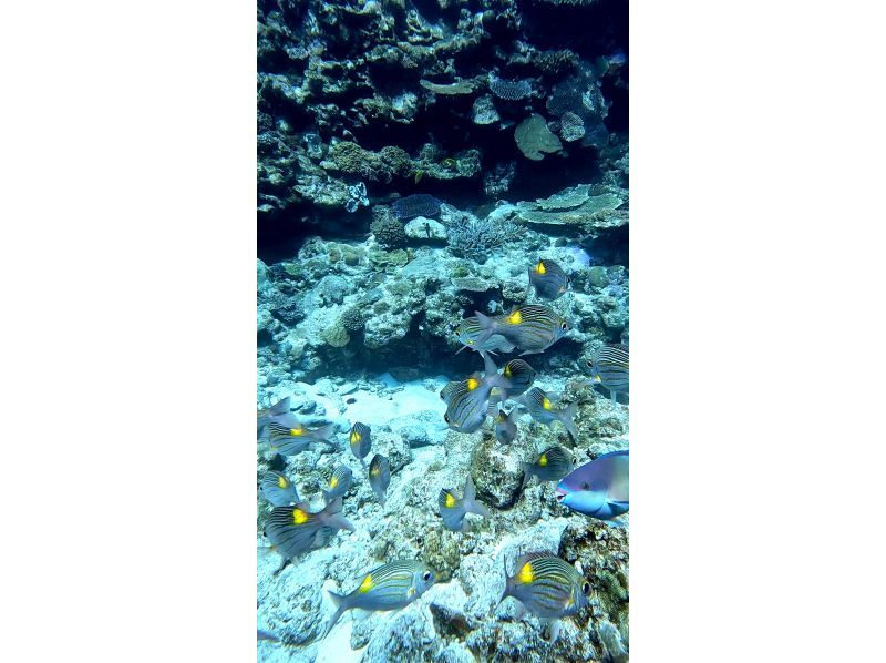 【沖縄・慶良間】スカイブルーの海を独占！貸切ボートで行くプライベートシュノーケリング体験の紹介画像