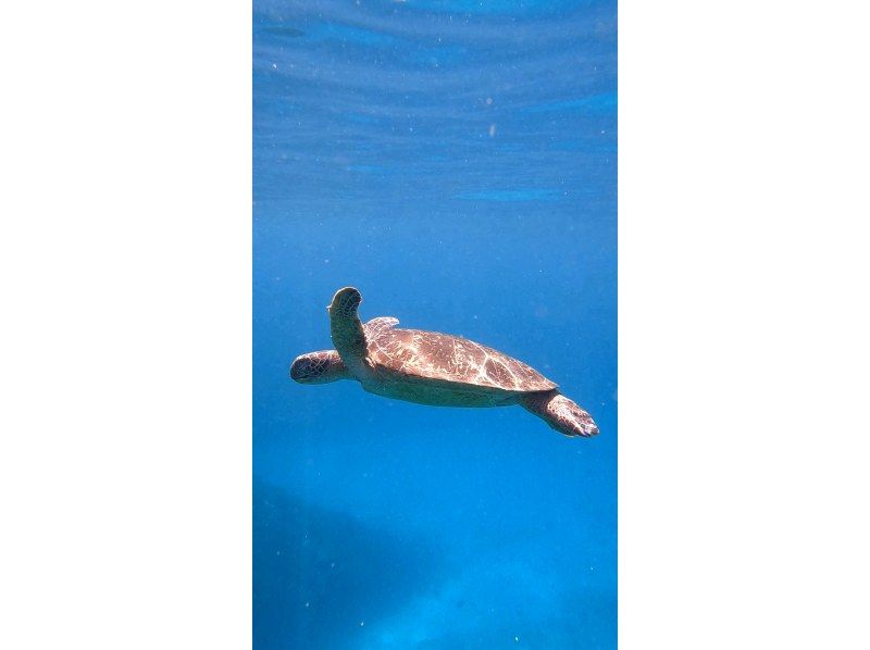 【沖縄・慶良間】スカイブルーの海を独占！貸切ボートで行くプライベートシュノーケリング体験の紹介画像