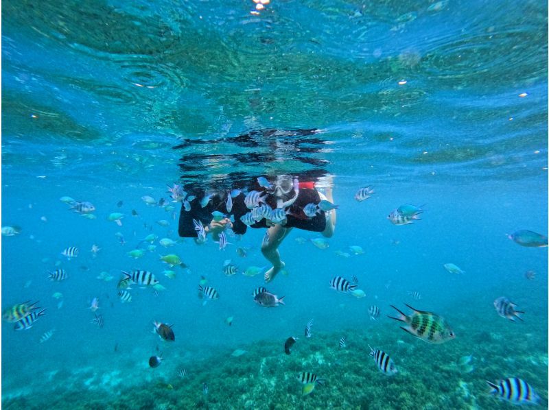 【沖縄・慶良間】スカイブルーの海を独占！貸切ボートで行くプライベートシュノーケリング体験の紹介画像