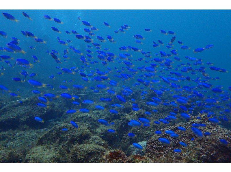 Japan's first! Kansai's largest! Trial Diving Festival in Nanki Shirahama on July 26th (Sat)の紹介画像