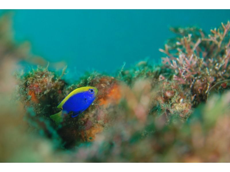 Japan's first! Kansai's largest! Trial Diving Festival in Nanki Shirahama on July 26th (Sat)の紹介画像