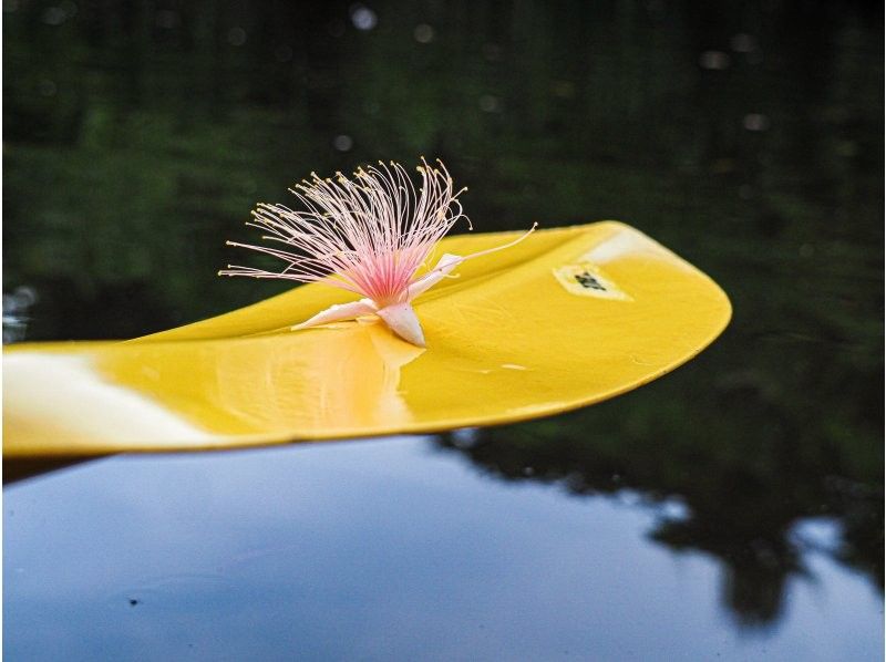 [Exclusive to guests staying at Iriomote Island] Private Sagaribana Kayak Tour!の紹介画像