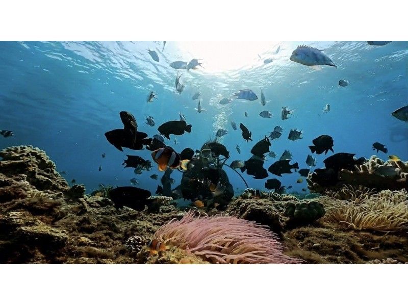 ★Okinawa, Motobu Town】Private tour for 2 people or more! Experience diving at the popular Gorilla Chop Beach ♪ Recommended for women, couples, and those who are nervous about diving for the first time!の紹介画像