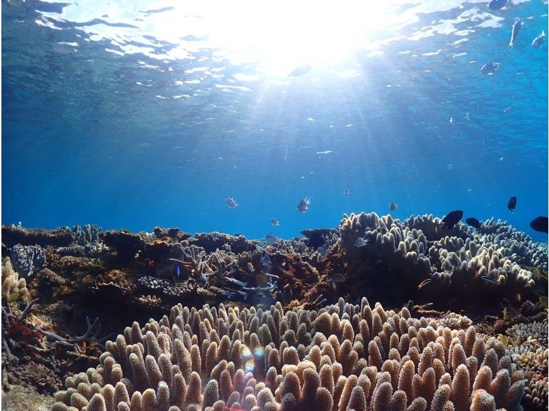 ★Okinawa, Motobu Town】Private tour for 2 people or more! Experience diving at the popular Gorilla Chop Beach ♪ Recommended for women, couples, and those who are nervous about diving for the first time!の紹介画像